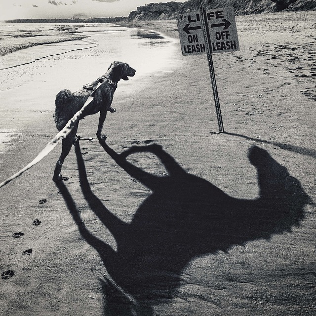 Off-Leash